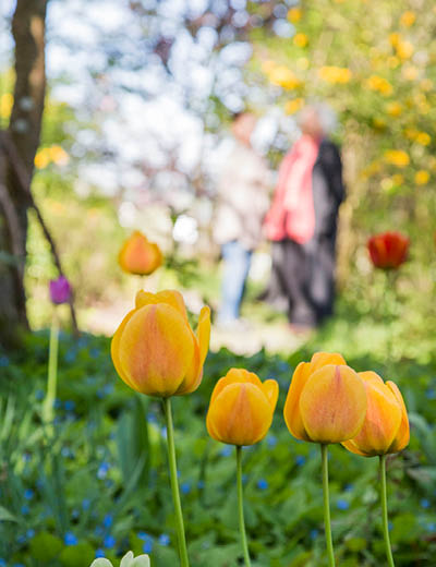 Tulpen