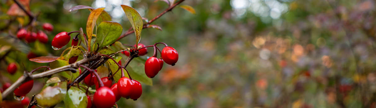 Herbst